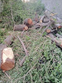 يوجد تقطيع اشجار الي عنده شجر كاربس او قالب توز اثل اكبار انا اخذه منك...