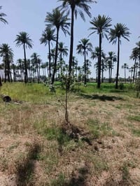 نص دونم • سند ٢٥ • المدائن جعاره