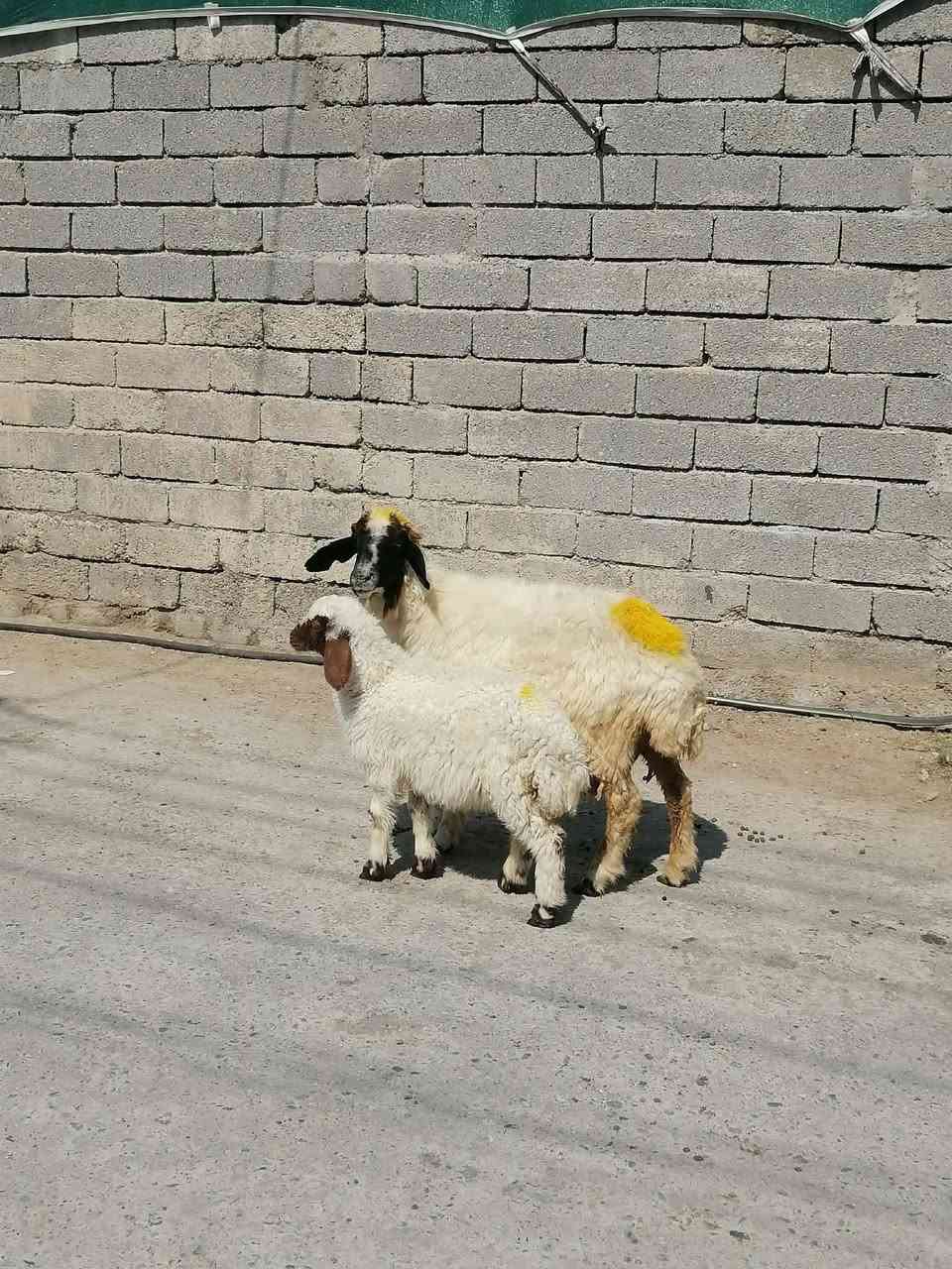 يوجد نعجه ورجينه مطفل وراها فطيمه وحانيه فوك بنته شرط النصاحه العنوان بيجي الرقم الهاتف ***********زين
