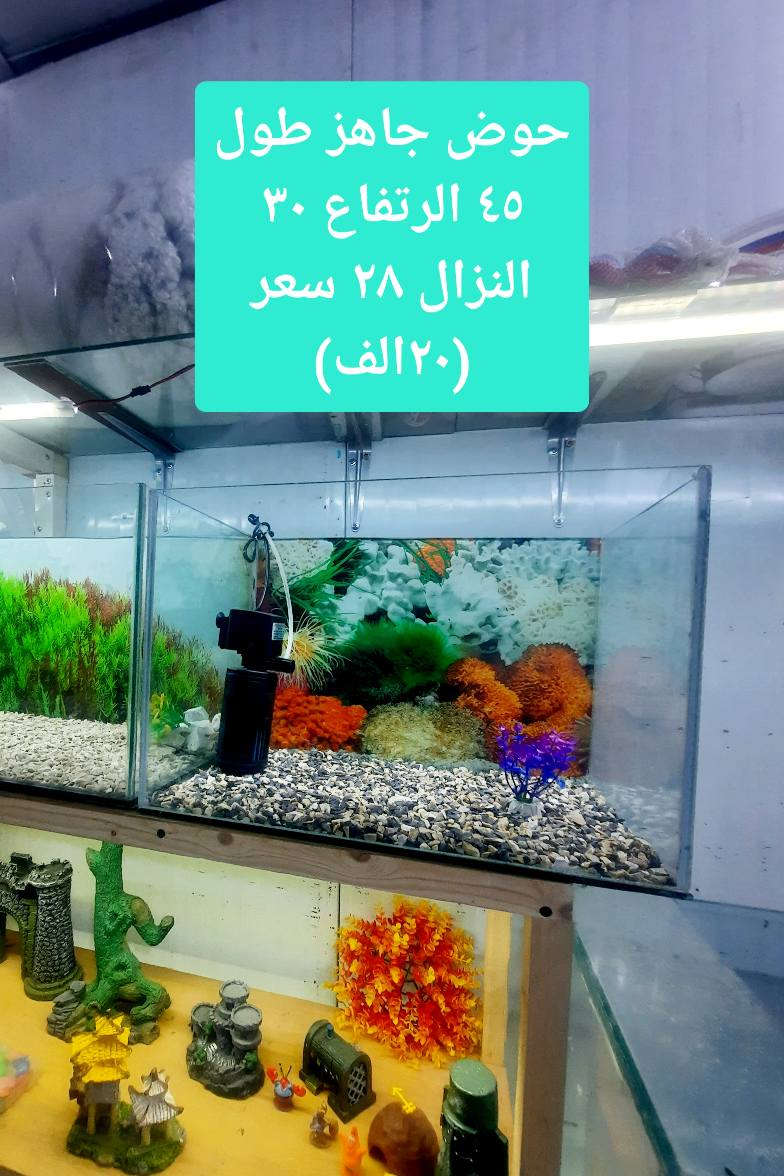 احواض الزينه كل حوض وتفصيله وسعره بلصوره واي ستفسار رسلني او اتصل ***********  مكاني بدايه كورنيش سرايه قرب المشاتل عمارة, ميسان
