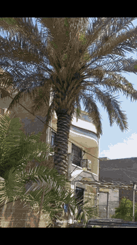 الان هوة الوقت المناسب لتنضيف وتكريب  النخيل  عمي درجة اولى  مثل ما مو...