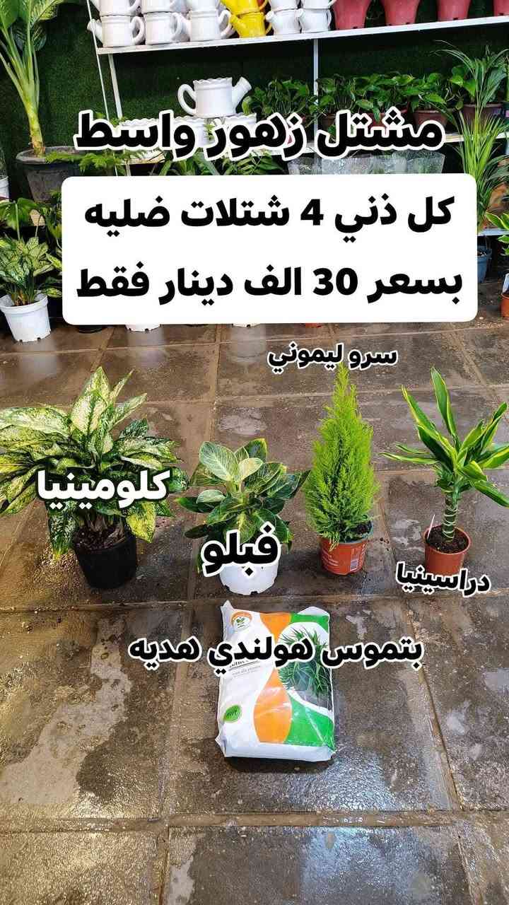 عروض شهر رمضان الكريم 4 نباتات ضليه بسعر 30,000 فقط بتموس هولندي هديه
يفتح المشتل طيله ايام الاسبوع من الساعه 8:00 صباحا والى الساعه 11:00 ليلآ
#مشتل_زهور_واسط العنوان كوت فلكه الحاوي شارع مجمع دمشق الطبي مقابل ابتدائية الكوت للتعليم الأساسي #يوجد_توصيل_داخل_الكوت
*********** لطلب والاستفسار واتساب  او مراسله الصفحه الشخصيه بلال الواسطي🌹😊
