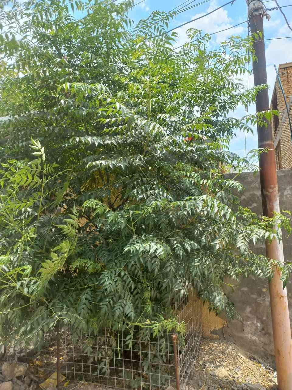 اللهم صل وسلم على نبينا محمد وعلى آله وصحبه أجمعين دار للبيع حله ابي غرق حي السلام خدمات كامله طابو صرف طابقين خط مولده ذهبي خط انترنت ارضي وطني المعامله واصله للضريبة جاهزه جيران ذهب بناء طابوق وصب كونكريت ت ***********
