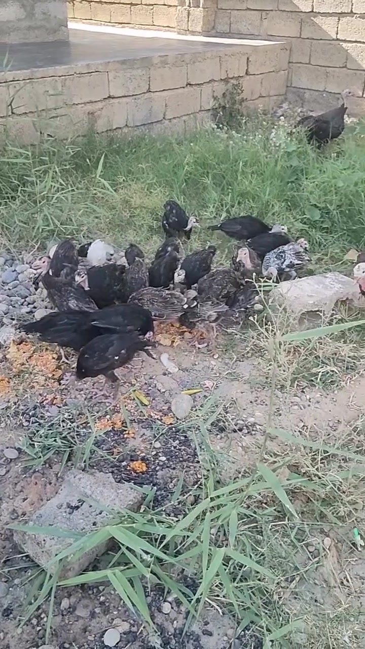 السلام عليكم شيشات وراهن فروخ للبيع ***********
