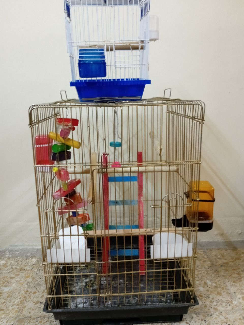 قفص مرتب ونظيف للكوكتيل او ببغاء
مع قفص صغير ناقل مع كامل الملحقات 
الموضحة في الصورة 
القياسات : الطول 60cm العرض40cm العمق 45cm
مع اكل مشكل يرهم للكوكتيل والببغاء مجاني 
س ع ر:، 65 الف وبيهم مجال بسيط للشراي 
المكان : الموصل الجانب الايسر


**إذا كنت صاحب هذا الإعلان وتريد حذفه لأي سبب، رجاءا أرسل رسالة إلى الدعم الفني**