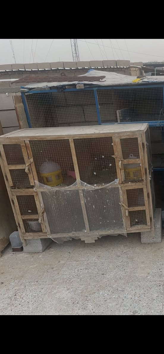 متاح خانات شوي رادلهن شغل يعني ترتيب سعرهن عشرين الف مكاني بصره تنومه 8خانات


**إذا كنت صاحب هذا الإعلان وتريد حذفه لأي سبب، رجاءا أرسل رسالة إلى الدعم الفني**
