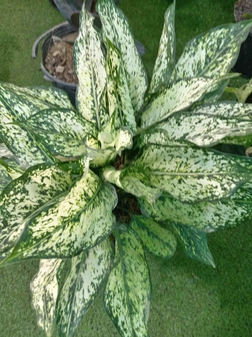 مثل ماعودناكم زبائننا الكرام ومسائكم الله بالخير 
ألان #وصول وجبه من النباتات الضليه والشمسيه 

كل ماهو جديد وغريب تجدونه لدى مشتل حدائق اهلنه   
للاستفسار مراسله الواتساب . ***********

يوجد لدينا خدمه توصيل ناحية الحمزة فقط🚐 

يوجد كادر تنضيف وزراعه

العنوان بابل الحمزه الغربي ع 

حي الحسين قرب عباس برهي للجمله 

 مقابيل مدرسة المكرمه 

زيارتكم تشرفنا
