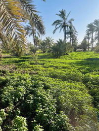 بستان • ١٠ دوانم • ظهر جامعه ميسان