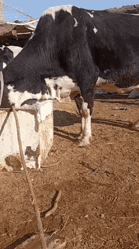 بقره هوشتاين الماني خشنه عملاقه وراهه عجل فحل سمنتال اجم الاصلي ماعون وشطر خباب متعهده بكافه شروط الجني بابل ناحيه الشوملي السعر مناسب ٢٩٥٠ للاتصال *********** واتساب *********** يوجد توصيل لبعض المحافظات وحسب الاتفاق
