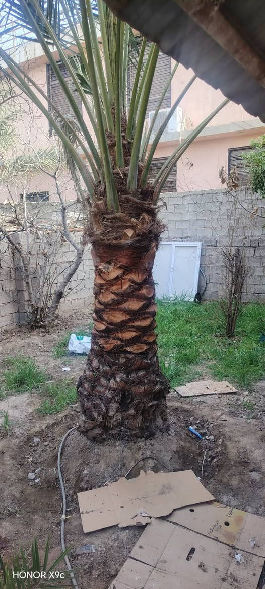 السلام عليكم نص دونم للبيع يحتوي على بيت مساحته ٢٠٠ متر ويحتوي على محلات عدد اثنين  متوفر بي ماء اساله وكهرباء وجميع الخدمات واجهيه النص دونم ١٧ ونص والباقي نزال كراج ياخذ ٤ سيارات اي استفسار هذا رقمي ***********
*********** واتساب
موقعها المدائن منطقه الورديه
