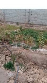 قطعه أرض للبيع المساحه ٦٢٥ مسيجه الموقع طريق ابو الماش قرب  قطع ال ١٠٠...