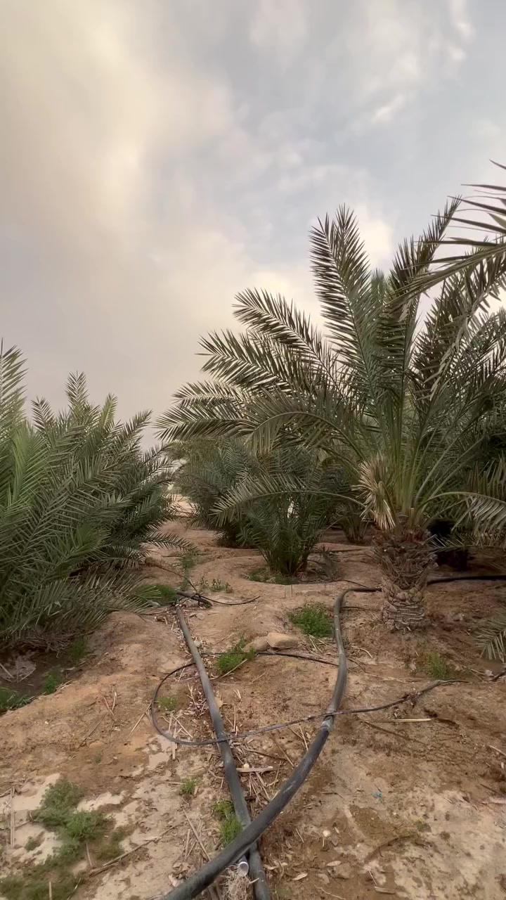 🌴 مزرعة للبيع – فرصة استثمارية مميزة 🌴
📍 الموقع: البصرة – الزبير، على طريق سفوان
 • المساحة الكلية: 45 دونم مرتسم
 • المساحة بعقد: 32 دونم
 • العقد: مُجدد سنة 2025 مع قانون التمليك

🌴 النخيل (جميعه مثمر)
تحتوي المزرعة على حوالي 450 نخلة من أفضل الأصناف:
البرحي – المجهول – السكري – نسيجي – فسائل – أم الدهن
🌳 أشجار الزينة والمستوردة
حوالي 750 شجرة من الأشجار المميزة:
الأثل الأمريكي – الشجر الهندي – الحناء – الورد الجهنمي – نخيل واشنطن

️ الخدمات المتوفرة
✔️ نظام سقي متكامل جاهز
✔️ محولة كهرباء خاصة
✔️ بيت فلاح داخل المزرعة
✔️ المزرعة جاهزة للاستثمار
💰السعر المطلوب : 500 مليون دينار عراقي ( قابل للتفاوض للجادين )
📞 للاستفسار التواصل على الخاص أو الاتصال
***********
***********
