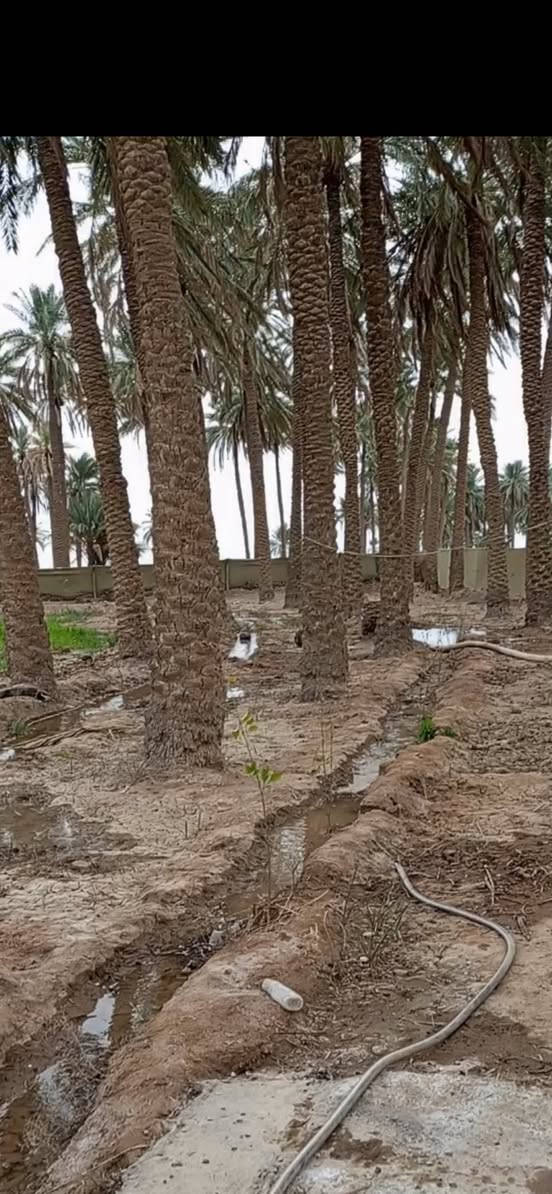 ٣ دونم ونص للبيع
مزرعه تحتوي على ٦٠ نخله واشجار تين وزيتون وجمضيات ورمان وبيها ابيار ٢  وتحتوب على ماطور هندي جديد وغرفه نوم صغيره وحمام صغير ومسيجه من اربع جهات  كدامها نهر  كهرباء حتوصلها قريبا جاري العمل عليها  وتبعد عن طريق بغداد كربلاء كيلو متر واحد  سعر الدونم ٣٥ مليون  وبيها  مجال بسيط  

الرقم ***********   بيه  واتساب
