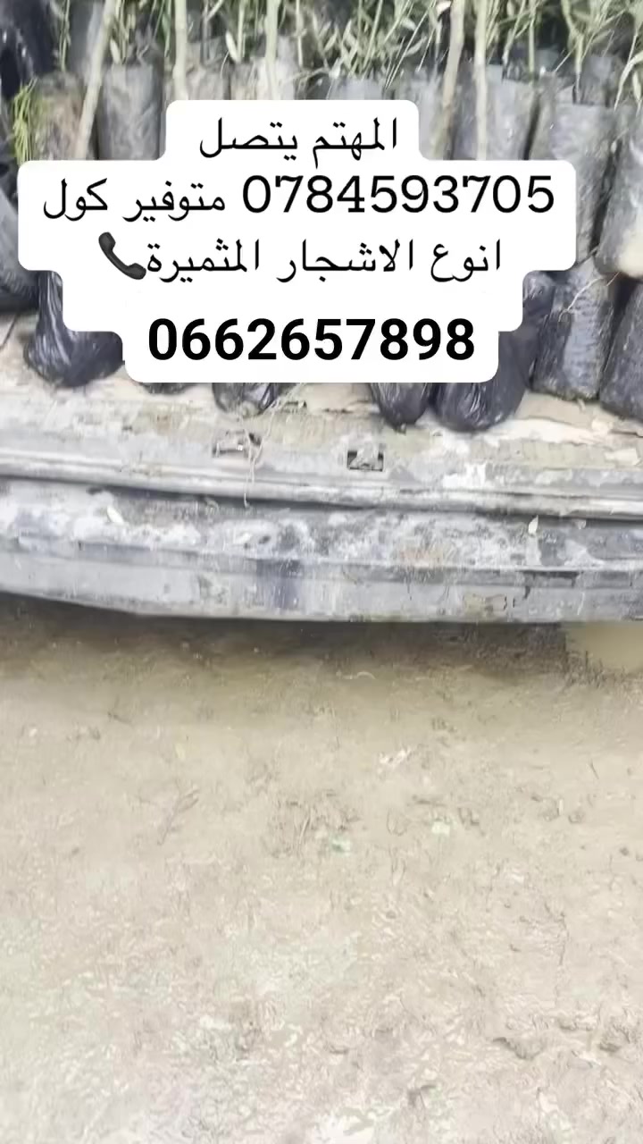 مترفير كول انرع الزيتون والتيان رالرومان ركول انرع اشجار و توصيل جمل المهتم يتصل📞0662657898 المكان البليدة


**إذا كنت صاحب هذا الإعلان وتريد حذفه لأي سبب، رجاءا أرسل رسالة إلى الدعم الفني**