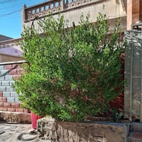 عندي هاي الشجره اريد واحد يكصه مربعه.. ٠٧٨١٠٣٣٧١١٠