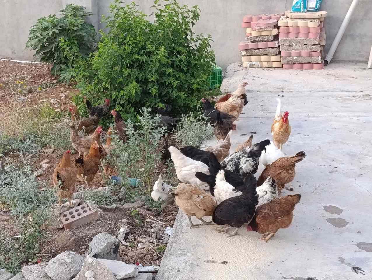 ماشاء لله 24 مریشک و 2 که له شێر
کوردی ئه سڵن  جوتی 35 هه زار 
هه موویان هیلکه ده که ن 
هی یه ک ماڵه و هی ناوباخن
شوێن عەربەت ***********
***********

