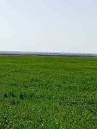 أرض زراعية • ٢٥ دونم • قرب جسر الأسمدة