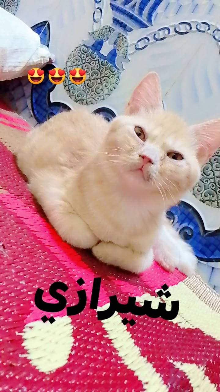 قطط
قطط للبيع نوعية ممتازه والصحة جيده


**إذا كنت صاحب هذا الإعلان وتريد حذفه لأي سبب، رجاءا أرسل رسالة إلى الدعم الفني**
