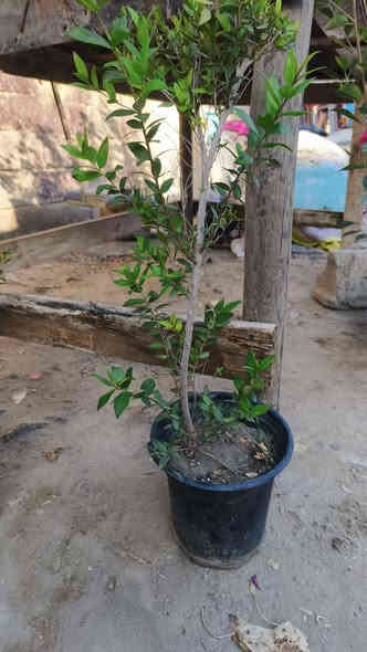 السلام عليكم يوجد شتلات ورد وأشجار توصيل من ورد جوري شجيرات المينه و ورد الجمال القطمر ورد الاستره و دمع ة الطفل و إلياس  وأشجار اكاسيا المصريه  اللاستفسار اتصل على الرقم ***********
