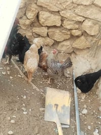 دجاج • ديك • دجاج للبيع • ديك للبيع • طيور للبيع
