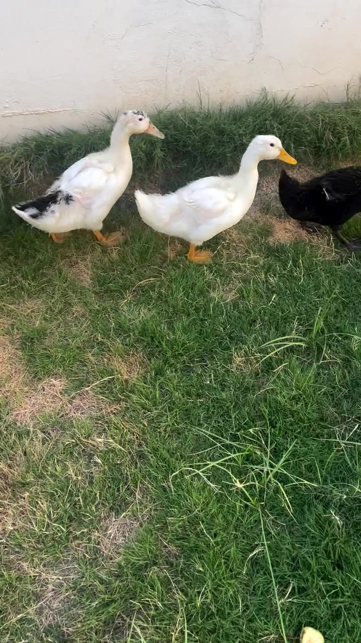بطات الوحده ع ٧🦆🦆


**إذا كنت صاحب هذا الإعلان وتريد حذفه لأي سبب، رجاءا أرسل رسالة إلى الدعم الفني**