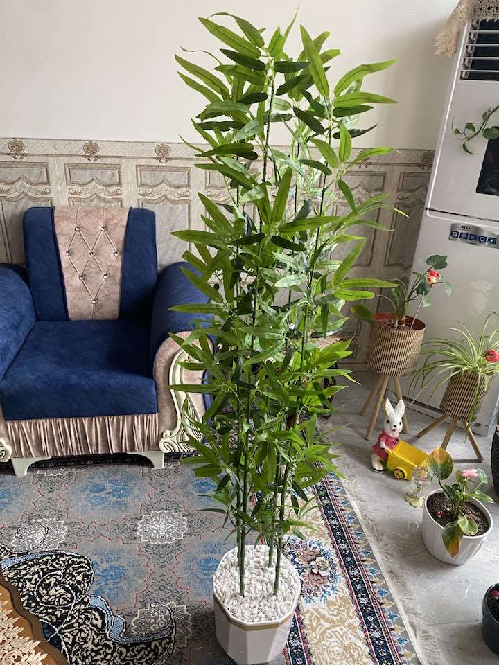 اشجار البامبو الحجم الكبير يتوفر خدمه توصيل 🚚


**إذا كنت صاحب هذا الإعلان وتريد حذفه لأي سبب، رجاءا أرسل رسالة إلى الدعم الفني**