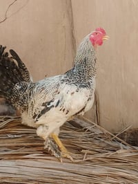 متاح 3 ديوكه عرب ترهم ذبح ملأت بيت  لتواصل خاص مفتوح الرقم 07816739820