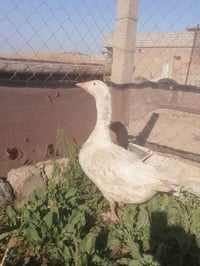 قاز • قاز فحل • للبيع • طيور • حيوانات • فحل • اوزه • بط • مواشي