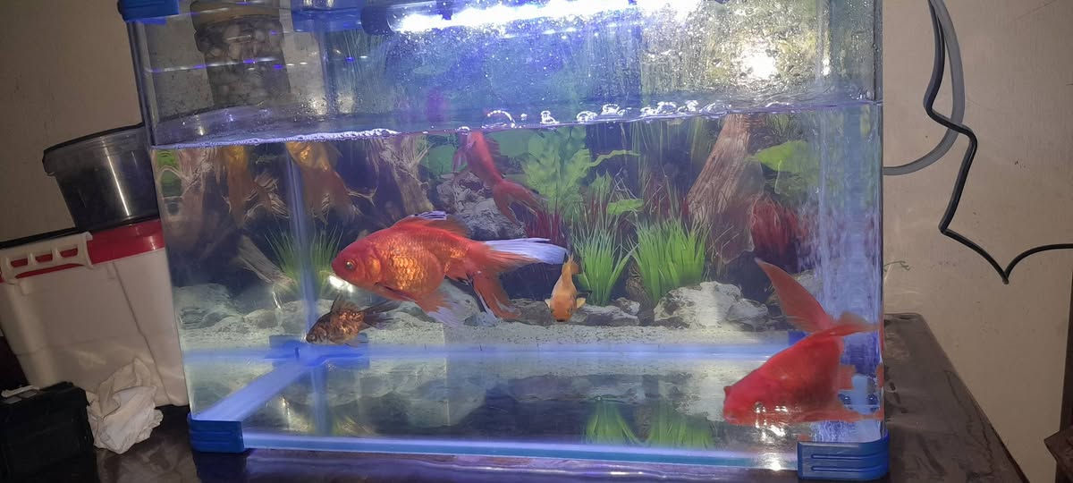 سلام عليكم
مكاني الكاظمية
حوض سمك للبيع عرض ٤٥ سم وارتفاع


**إذا كنت صاحب هذا الإعلان وتريد حذفه لأي سبب، رجاءا أرسل رسالة إلى الدعم الفني**