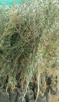 السلام  عليكم ورحمة الله وبركاته مع بداية موسم الزراعة 🌱 يتوفر لدينا ع...