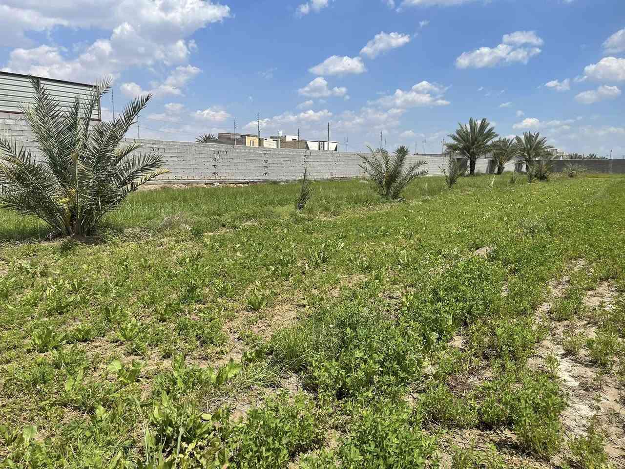 الف متر للبيع طابو 25 اقرار محكمه مع بيت مساحة البيت 200 متر يحتوي البيت على غرفتين وصاله واستقبال ومطبخ بناء بلوك صب مسلح كونكرت في كربلاء منطقة الزبيلية شارع ام البنين كافه الخدمات ماء وكهرباء منطقة سكنية /*********** /***********
