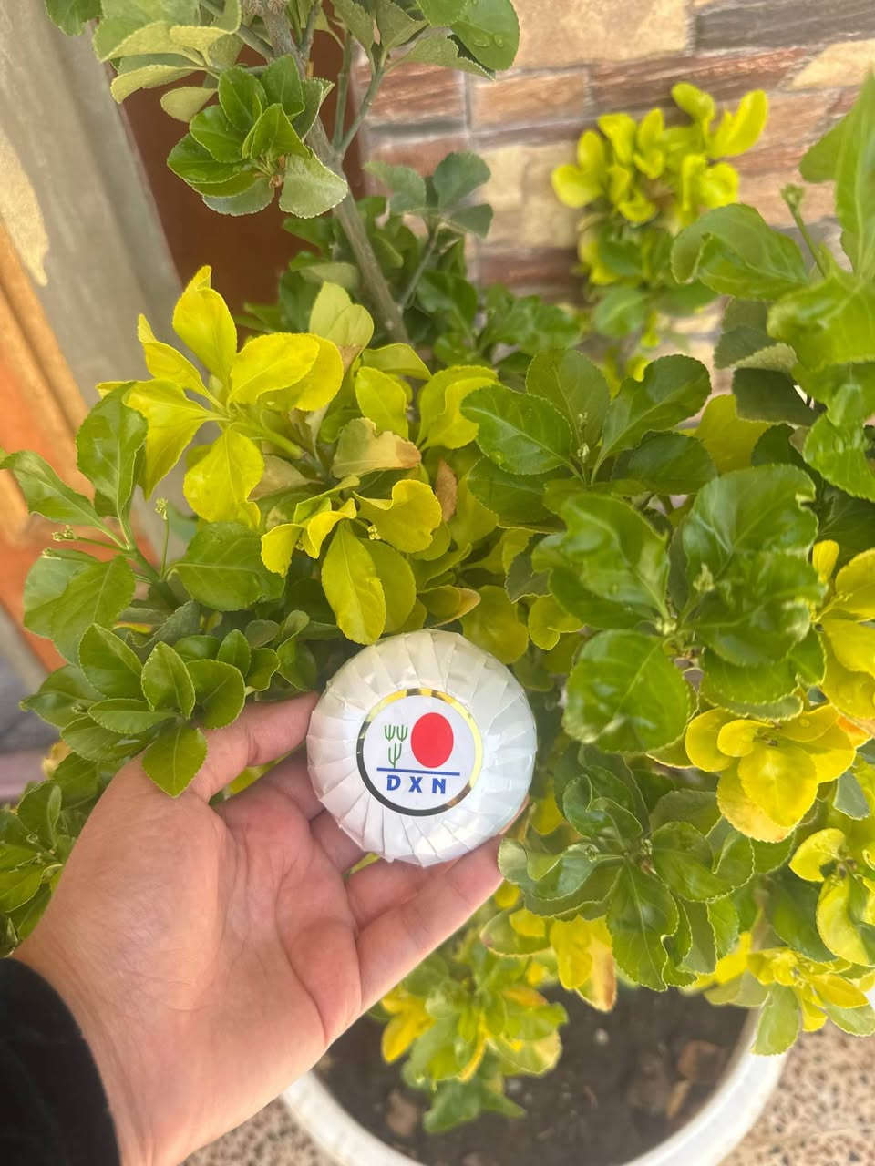 سابونی گانۆزی (Ganozhi Soap) 🧼✨

تەندروستی و جوانی پێستت بپارێزە بە بەکارهێنانی سابونی سروشتی گانۆزی، کە دەوڵەمەندە بە قارچکی ڕیشی (Ganoderma) و ڤیتامینی E.

گرنگترین سوودەکانی بۆ پێست:
🟢 پاککردنەوەی قووڵی پێست لە چەوری زیادە و پیسی.
🟢 یارمەتیدەرە بۆ کەمکردنەوەی زیپکە و شوێنەوارەکانی.
🟢 پێست نەرم دەکات و پارێزگاری لە شێدارییەکەی دەکات (پێست وشک ناکاتەوە).
🟢 ڕەنگی پێست ڕوون و گەش دەکاتەوە بەهۆی دژەئۆکسانە بەهێزەکانی ناوی.

🌿 گونجاوە بۆ هەموو جۆرەکانی پێست (بەتایبەت پێستی چەور و تێکەڵاو).
📦 بەرهەمەکە %100 ئەسڵی و سروشتییە.

🚕 گەیاندنمان هەیە بۆ ناو شاری سلێمانی و سەرجەم شار و شارۆچکەکانی کوردستان.
📥 بۆ داواکردن یان هەر پرسیارێک، نامە بنێرە بۆ ماسنجر یان لە کۆمێنت بنووسە. السليمانية, العراق


**إذا كنت صاحب هذا الإعلان وتريد حذفه لأي سبب، رجاءا أرسل رسالة إلى الدعم الفني**