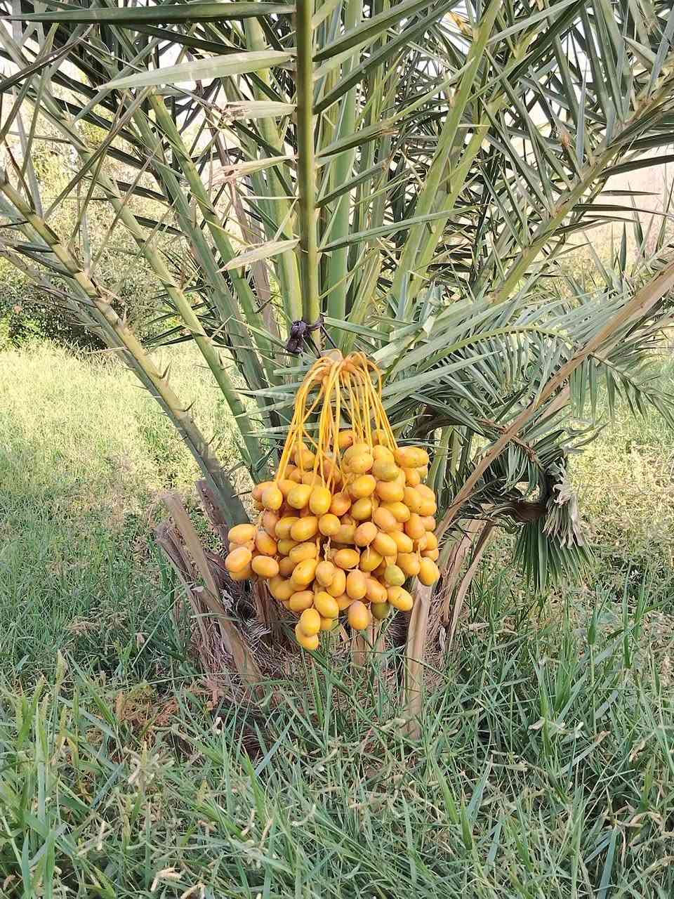 من رخصت الادمن
السلام عليكم للبيع مزرعه دونمين عقد 35 مشموله بقرار 320 طريق كربلاء نجف عمود 238 طريق ياعلي قرب مستشفى الامل تبعد عن الشارع العام 500متر المزرعه عبار على شارعين شارع 20 م وشارع 10م ماء وكهرباء مدارس مستوصف تحتوي على دار مساحه 350 متر 4 غرف نوم /صاله كبيره /مطبخ /استقبال 10 *4 /صحيات داخليه /صحيات خارجيه/تحتوي على بير ماء /نخل عدد22 مثمر ألوان ممتازه /أشجار رمان مثمر / مكان لتربيه الحلال /مولده خاصه/مولده شارع / تصلح حسينيه
 للاستفسار أكثر *********** غير متواجد على الفيس
