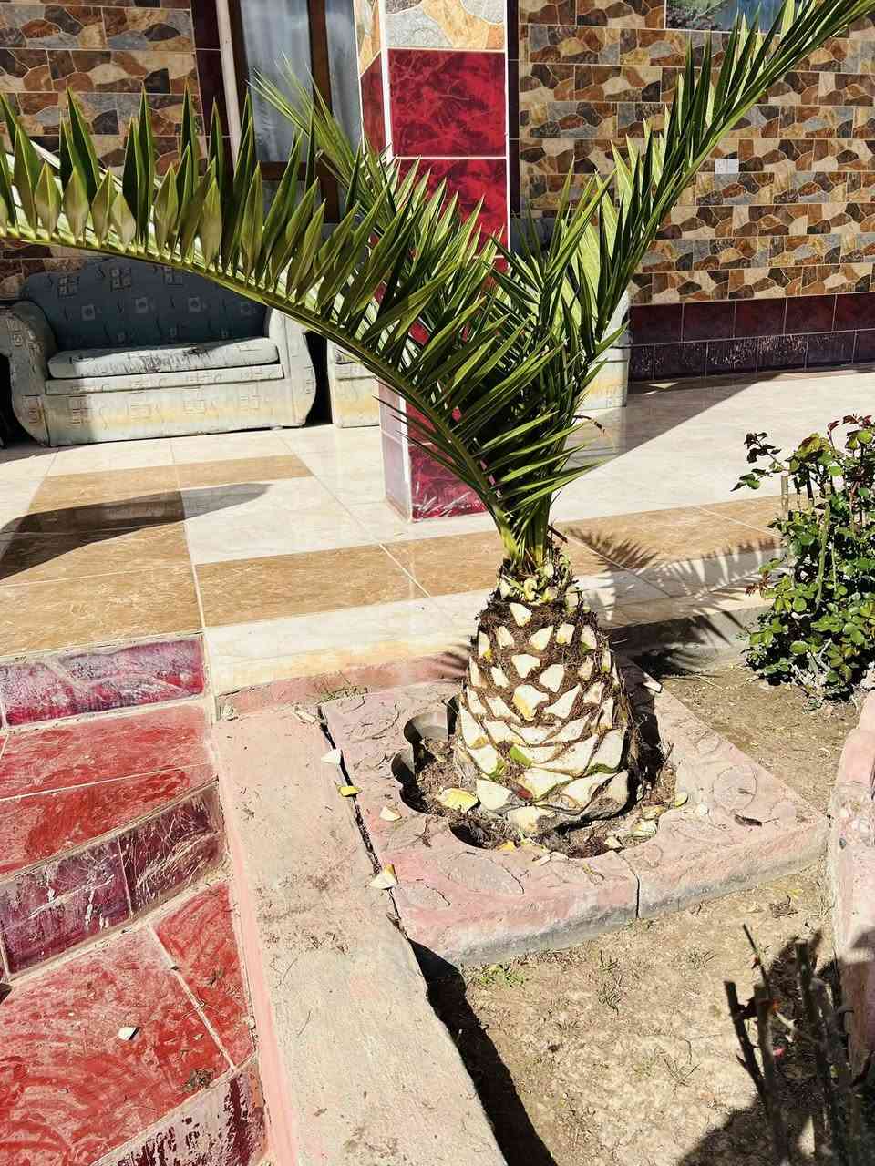 عمل اليوم في قرية الزرارية بتاريخ27/2/2026الجمعة

قلع الفسائل و تكريب و تنضيف العناكيد القديمة و الأشواك 

#تكريب
#تكريب_النخيل
#تكريب_وتنضيف_النخيل


**إذا كنت صاحب هذا الإعلان وتريد حذفه لأي سبب، رجاءا أرسل رسالة إلى الدعم الفني**