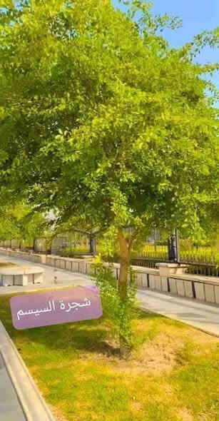 اسعد الله اوقاتكم بكل خير
مع بداية الفصل الشتوي  وافضل وقت لزراعة الاشجار    توفرت جميع شتلات الاشجار 
الاسعار والارتفاع مرفقة اسفل الصورة 
العنوان  بغداد الداوودي شارع هيل وزعفران خلف ثانوية الفضيلة
واتساب ***********
