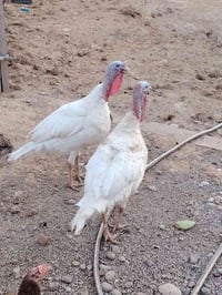 ديوك • ديك • دواجن • طيور • حيوانات اليفة • ديوك للبيع • ديوك بصره
