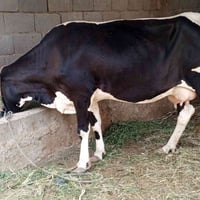 هايشه • كربلاء شارع بغداد • عمود ٢٧٦