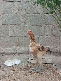 دجاج هندي • دجاج اصلي • دجاج للبيع • دجاج • دجاج مزارع • طيور للبيع