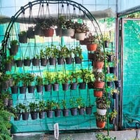 مشتل المسرة • نباتات داخلية • المسيب