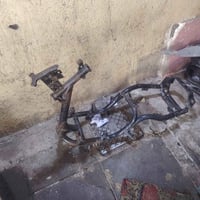 شاصي ماكس • منغولي