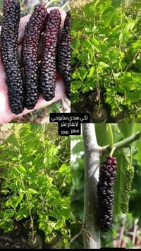 توفر يم مشتلنا تكي انواع وسعر مناسب  التوصيل محافظات 5000  🚚يوجد توصيل...