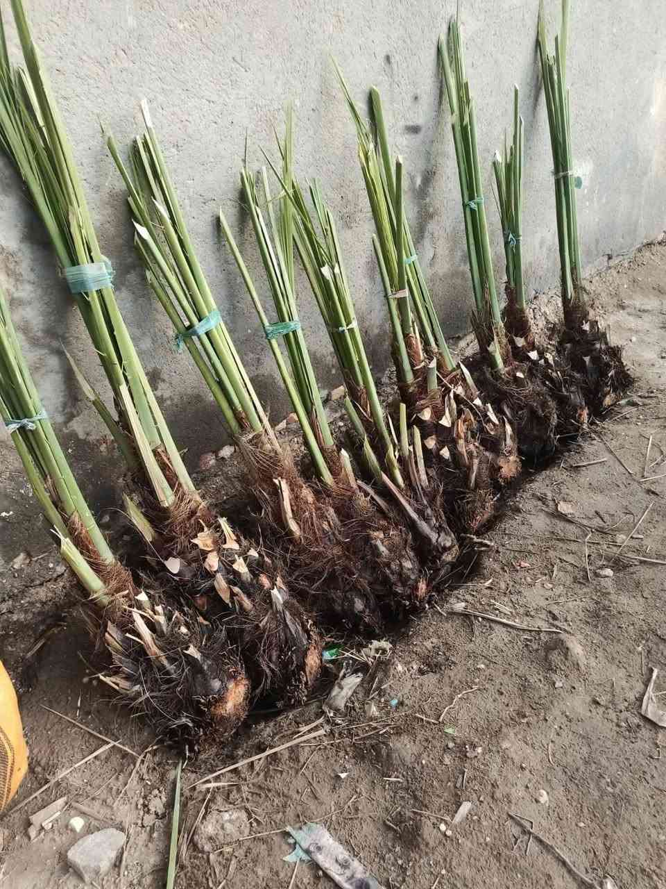 على بركه الله
يوجد توصيل من كربلاء والى كافه المحافظات.. نقل مسافرين/توصيل كافه البضائع والشتلات الزراعيه
وفسائل النخيل/وغيرها
للحجز والاتصال (***********)

