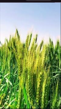 ناحية الشيخ الجميل • ١٠ دونم • بيت حديث