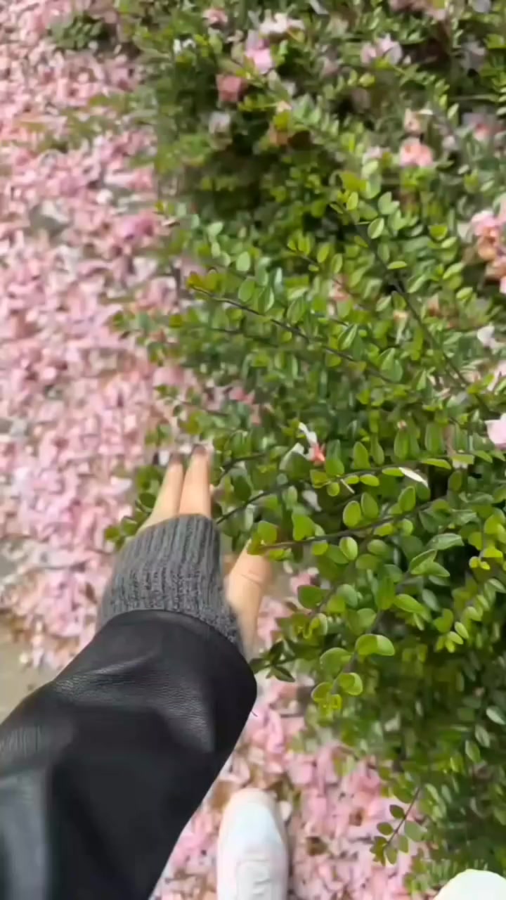 نبات للافندر☘️#نباتات #نباتاتي


**إذا كنت صاحب هذا الإعلان وتريد حذفه لأي سبب، رجاءا أرسل رسالة إلى الدعم الفني**