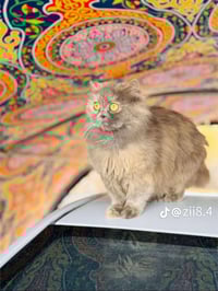 قطه للبيع اصلي شرط اليف 100/100 ملقح شرط السعر 50الف 07510049775