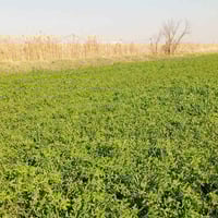 برسيم • متوفر • الهارونية الكيلوات