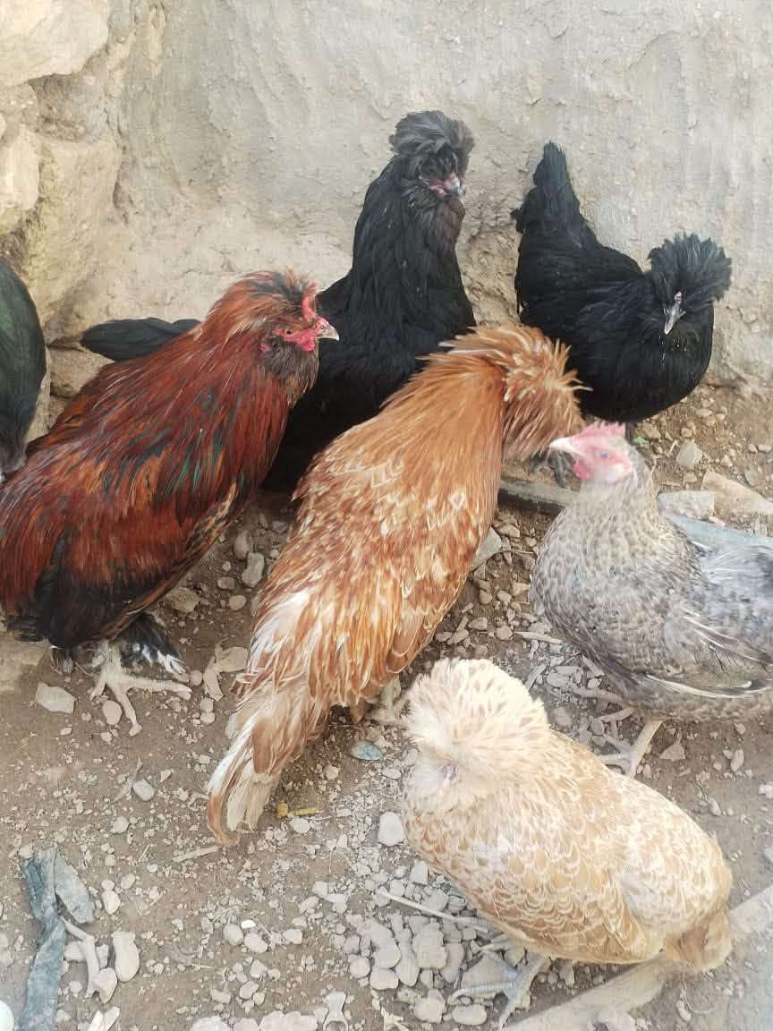 السلام عليكم عندي دجاج   وبيه ديك ل بيع 

+964 780 313 3570
هذا رقم  واكو واتساب بيهه 
علي الطيب


**إذا كنت صاحب هذا الإعلان وتريد حذفه لأي سبب، رجاءا أرسل رسالة إلى الدعم الفني**