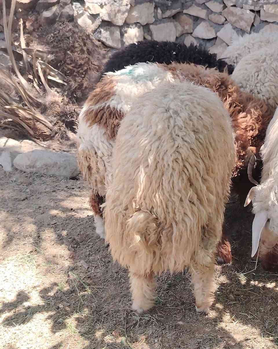 أضاحي العيد متوفرة للبيع 🐑
نوفر لكم خرفان أضاحي طيبة ومختارة بعناية
✔️ صحة ممتازة وتغذية جيدة
📍 المكان: الفلوجة – النساف – البعلوان
📞 للاستفسار والحجز: ***********
حيّاكم الله وبالخدمة دائمًا،
الله يتقبل منا ومنكم صالح الأعمال 🤍
