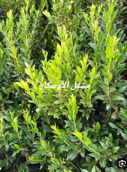 نبات الياس متوفر داخل المشتل 
يتوفر بحجمين 
ب1,500
ب2,000

📍 زورونا في موقعنا:
مشتل الأوسكار – حي الحنانة – شارع نجف _ كوفة
(مقابل غرفة تجارة النجف و فريندز كافيه ومطعم شريف– مجاور متنزه الحنانة العائلي)

🕗 أوقات الدوام:
من 8:30 صباحاً إلى 8:00 مساءً

📞 للطلب والاستفسار:
*********** – ***********
(اتصال / واتساب / مراسلة عبر فيسبوك)
 متوفر دفع  زين  كاش ومتوفر ماستر  

🚗 يتوفر توصيل داخل النجف
موجودين في تطبيق توترز لبعض المواد الزراعية 

أهلاً وسهلاً بكم دائماً في مشتل الأوسكار 🌹🌹🌹
