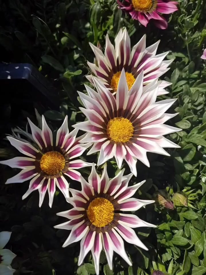 #gazanya

#yıldızçiçeği

#bodrumpapatyası


**إذا كنت صاحب هذا الإعلان وتريد حذفه لأي سبب، رجاءا أرسل رسالة إلى الدعم الفني**